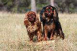 KING CHARLES SPANIEL 159